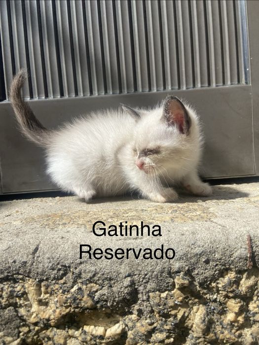 5 Gatinhos à Procura de um Lar Amoroso