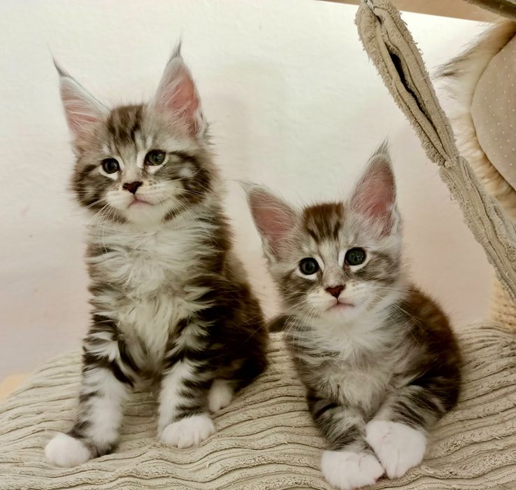 Wesołe chłopaki Maine coon
