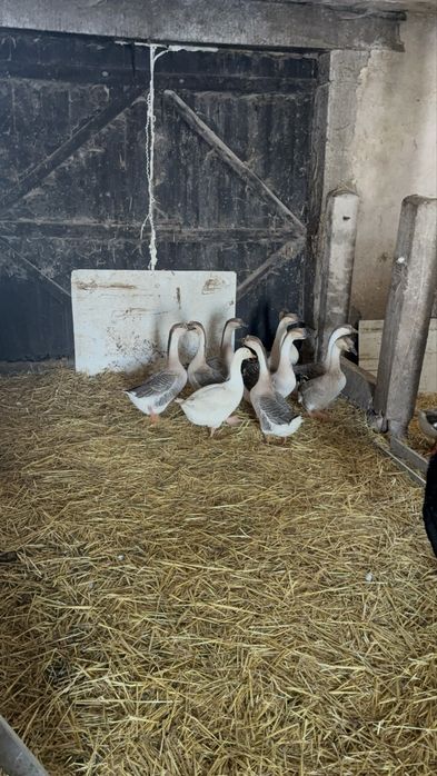 Sprzedam indyki i gesi