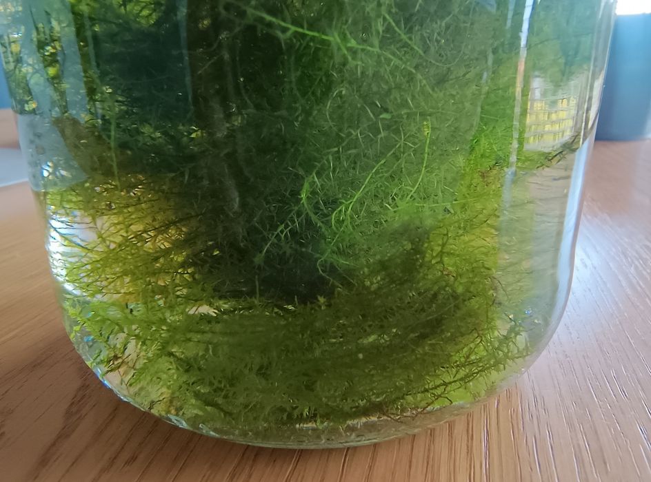 Java moss, mech jawajski rozmiar XXXL