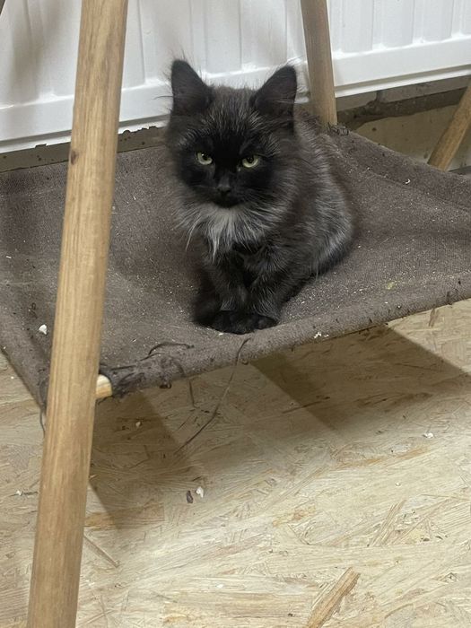 Отдам даром в хорошие руки котят