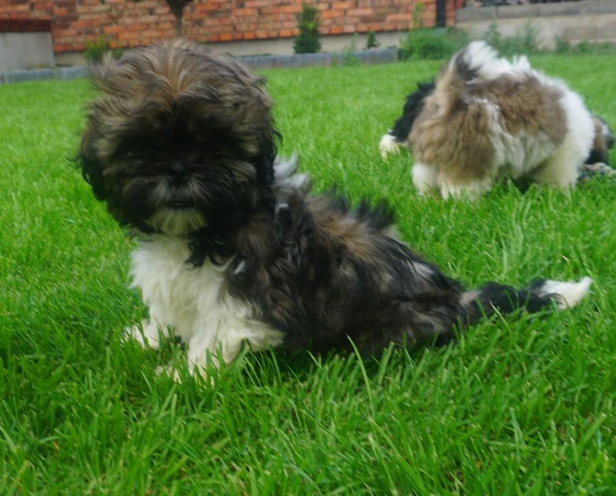 shih tzu sunia tricolor czarny pyszczek