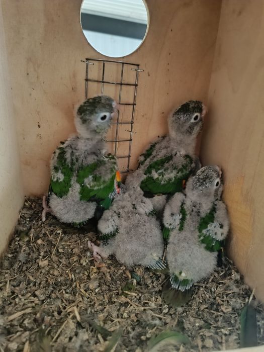 Aves para ceder  linhas
