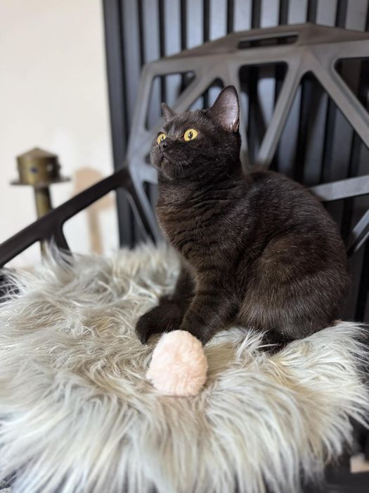 Kocięta Szkockie. 9msc. Kotka czekoladowa. Rodowód