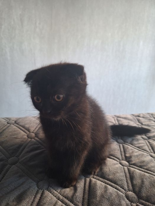 Кошенята,  2місяці.