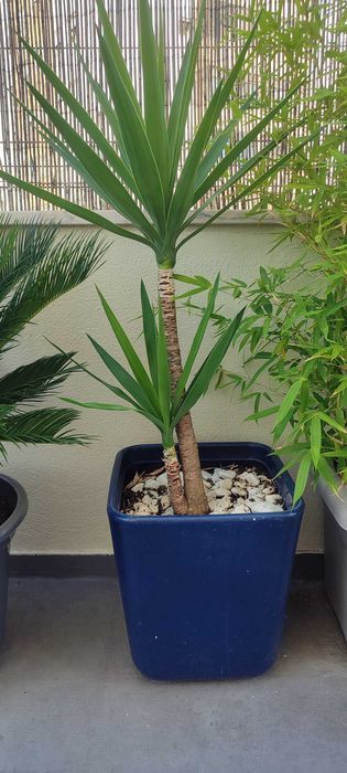 Planta yuka grande