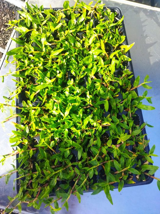 Relva Brasileira 84 pés