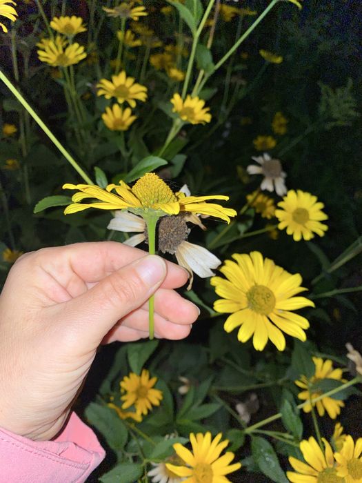 Sloneczniczek szorstki karpa