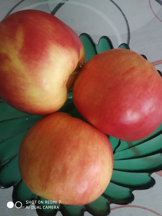 Яблуки чемпіон кисло солодкі