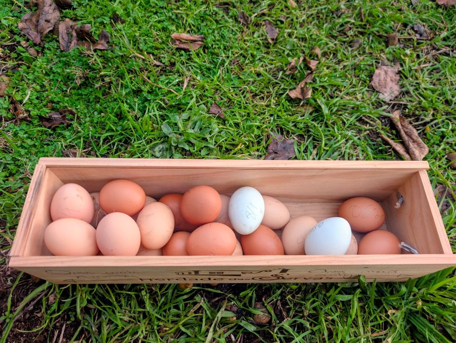 Vendo galos criados ao ar livre