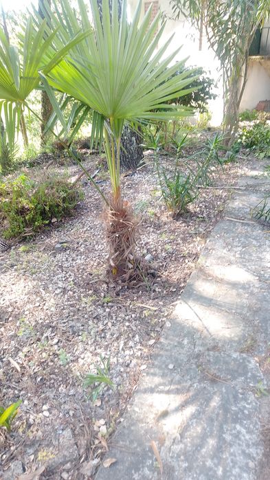 Limpezas de jardim e Pinhais