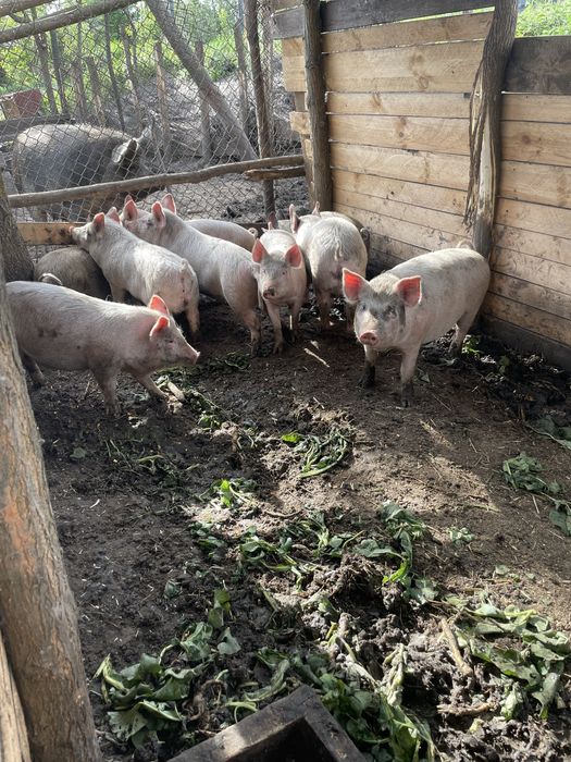 Продам поросята білі