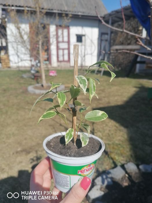 Фікус Бенджаміна