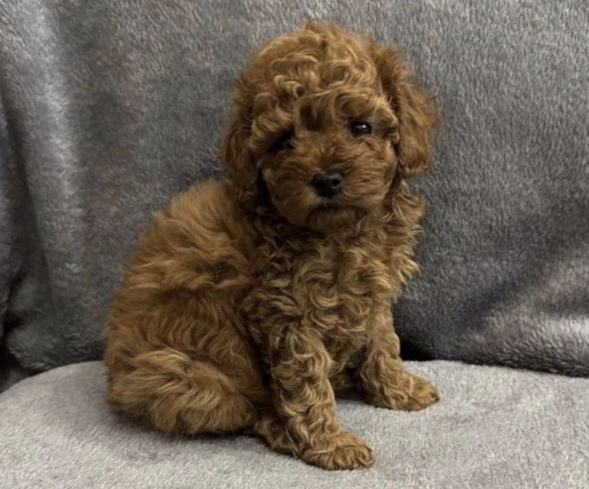 Мини Мальтипу f1 и f2