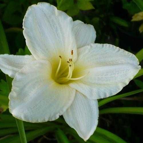 Liliowiec White Temptation - Flora Szczecin