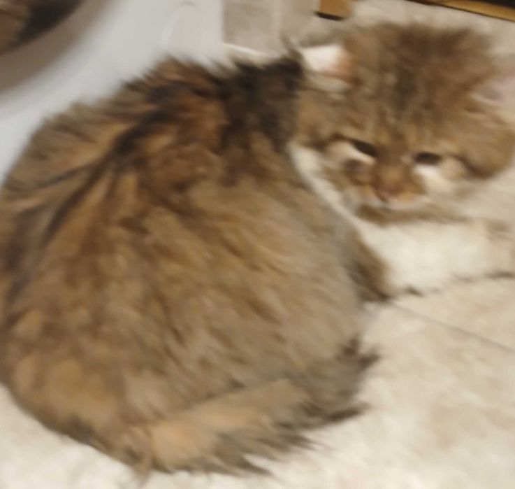 Sliczny puchty 10miesieczny kocurrek