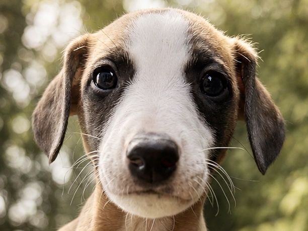 Rudopłowy whippet Dogarium ZAWODNIK szuka odpowiedzialnego domu
