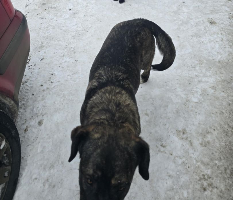 Oddam psiaki w dobre ręce