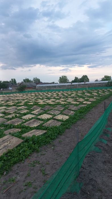 Щити, для равликів