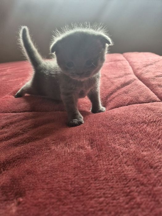 Scottish fold azul