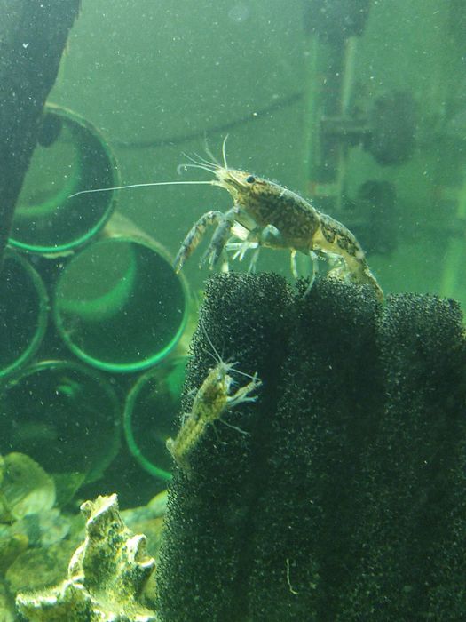 Аквариумные мраморные раки