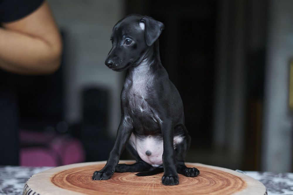 Charcik włoski - Brivio chłopiec ZKWP/FCI