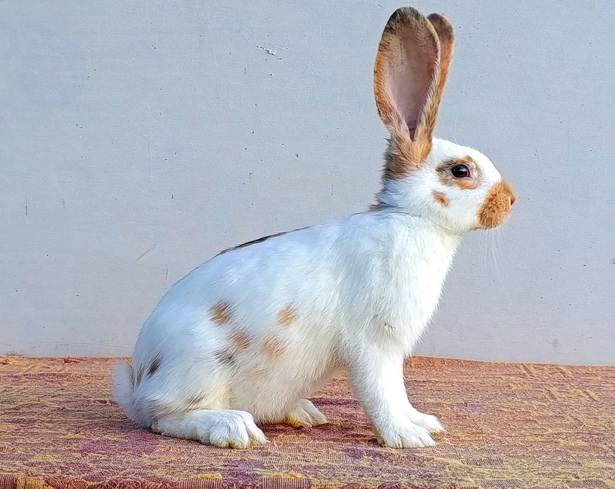 Німецький строкач