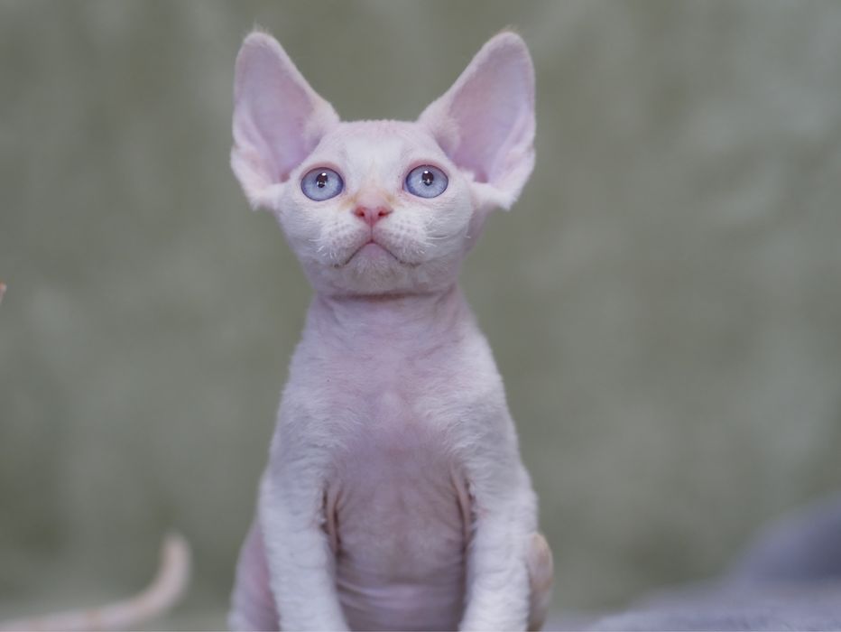Devon Rex Chlopiec