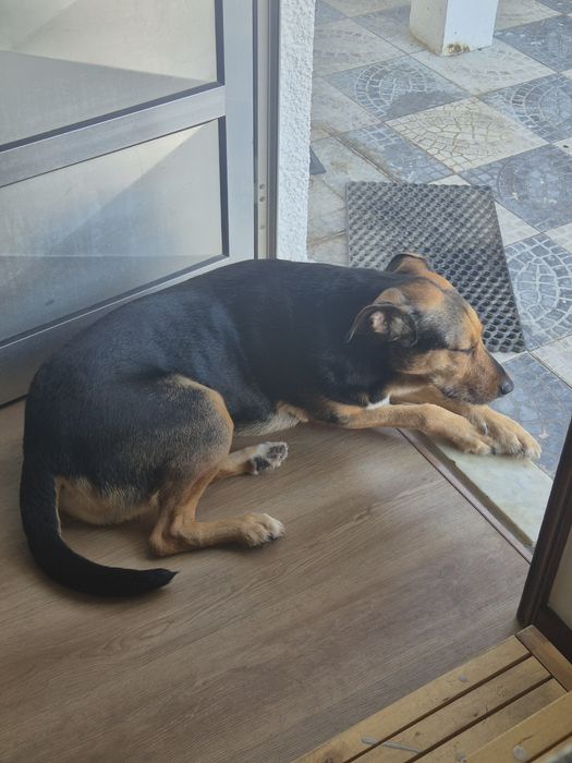 Cães para adopção