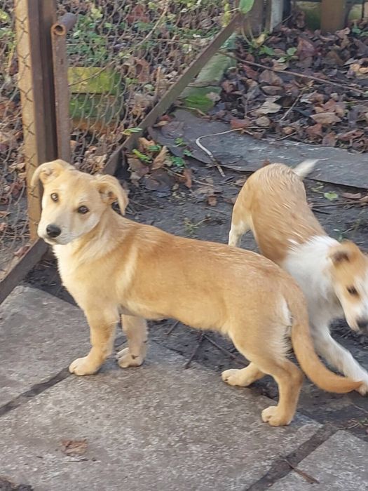 В добрі руки собачат 4 місяці