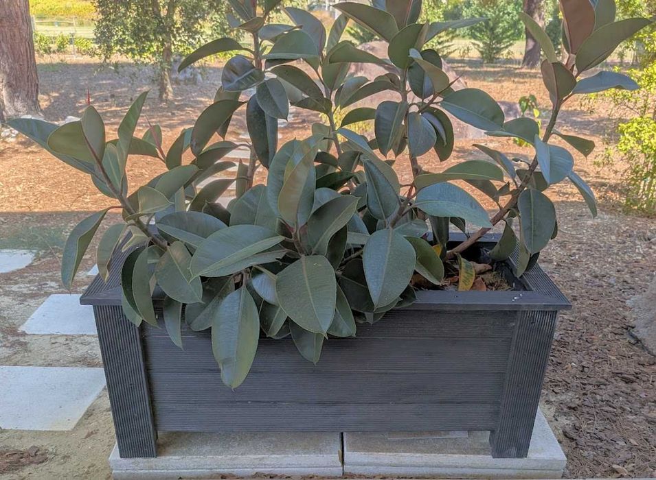 Floreira de Madeira com Borrachas (Ficus elastica)