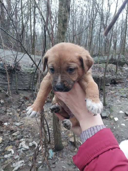 Шукаємо родину чудовим  песикам. Безкоштовно