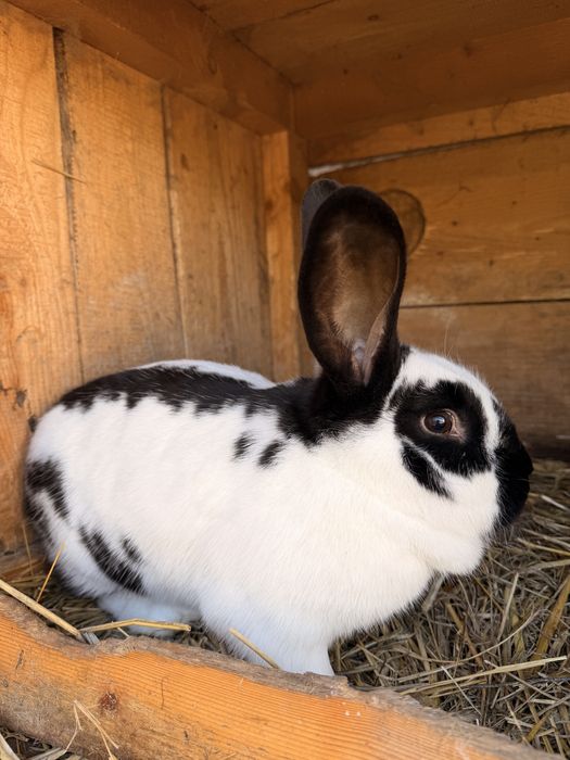 Samiczki krolika srokacz mix Królice