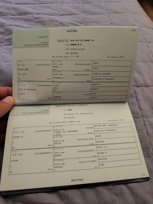 Roczna klacz PKZ roczna