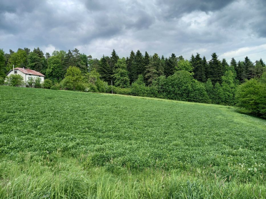 Bele, baloty sianokiszonka z koniczyny oraz traw