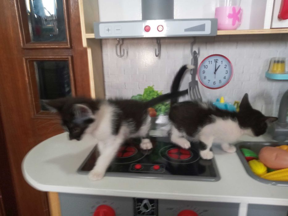 Gatinhas para adopção responsável