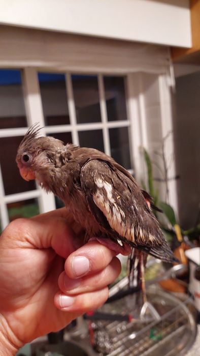 Caturras bebes para acabar de criar a mão