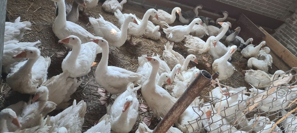 Dorodne gęsi 5–6 kg na sprzedaż – Tryńcza