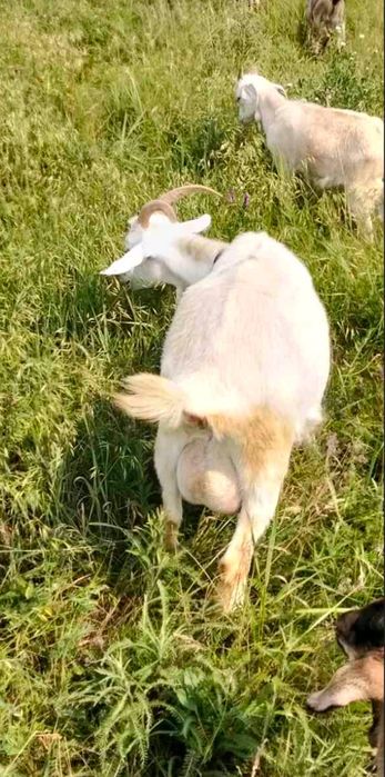 Продаються дойні кози