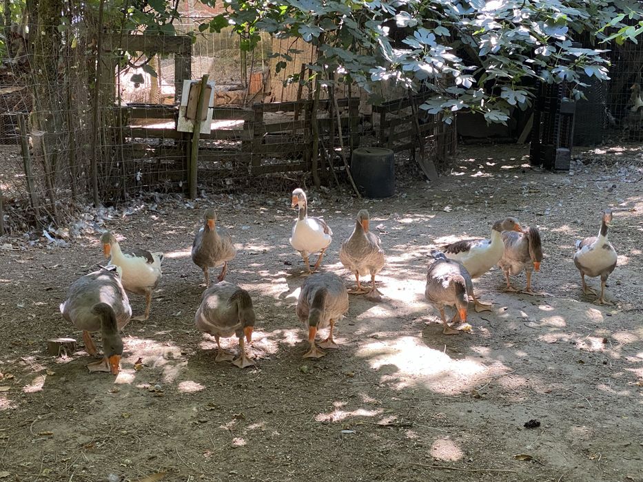 Gansos novos deste ano, aceito reservas!