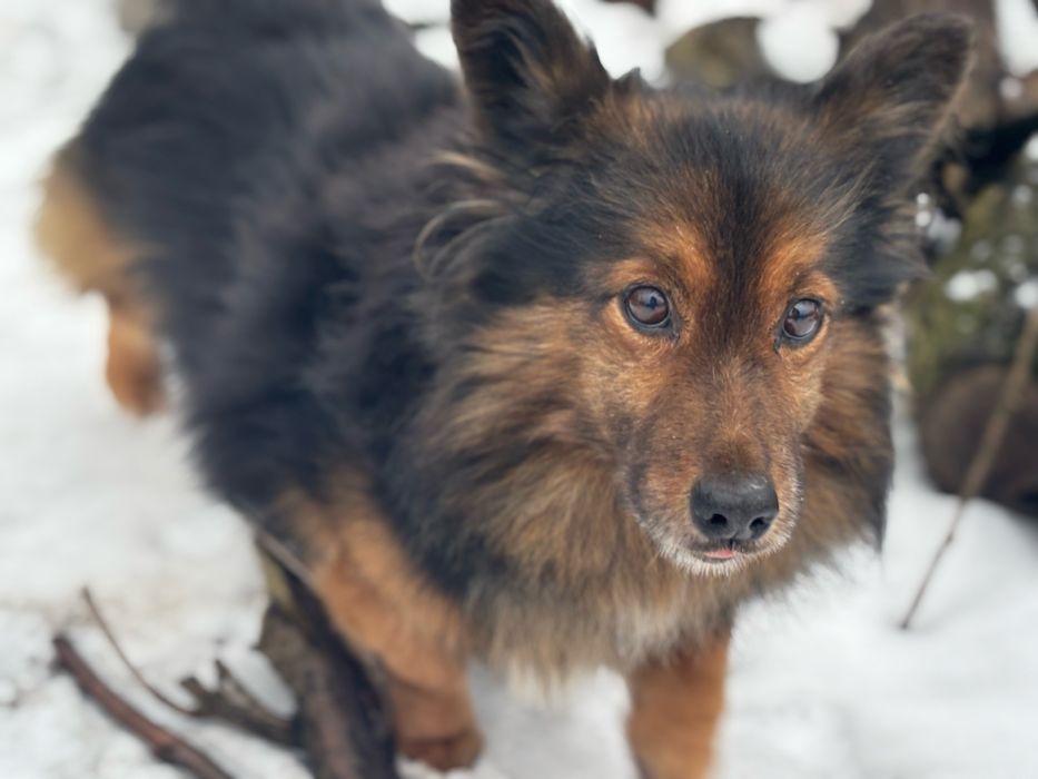 Mini owczarek niemiecki do adopcji.