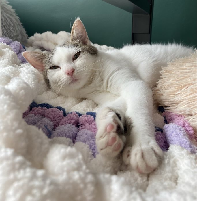 Szukamy domu! Nasturcja i Benio