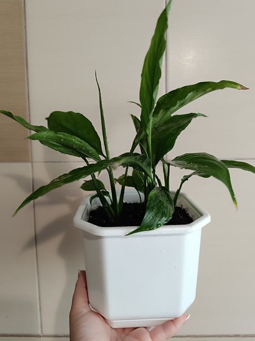 Спатифиллум в пластиковом горшке