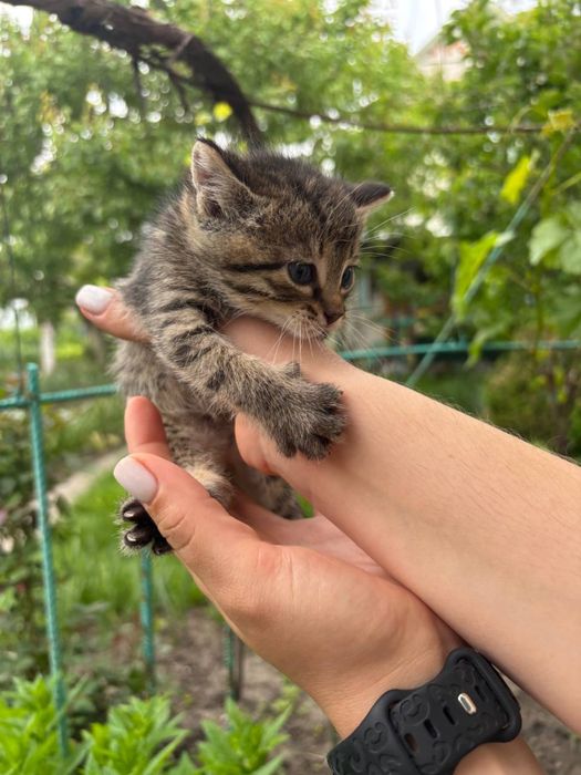 Кошенята в гарні руки безкоштовно
