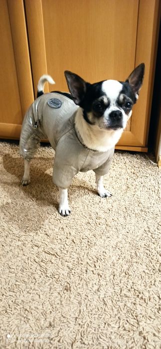 Комбєз для собачки