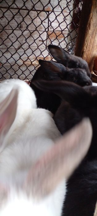 Кролики помесь бройлерного направления,мясо,тушки.