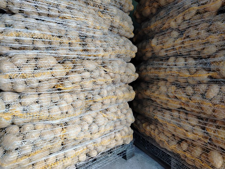 Ziemniaki odmiana soraya