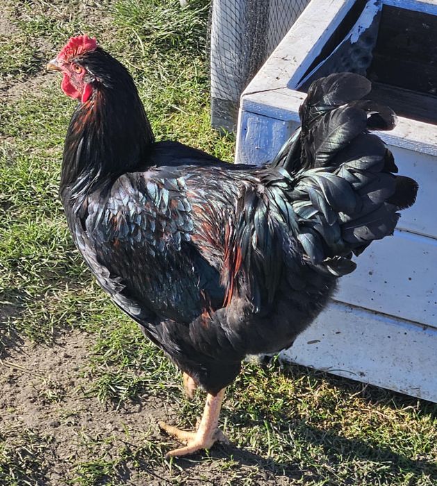 BARNEVELDER  Złotołuskowany koguty