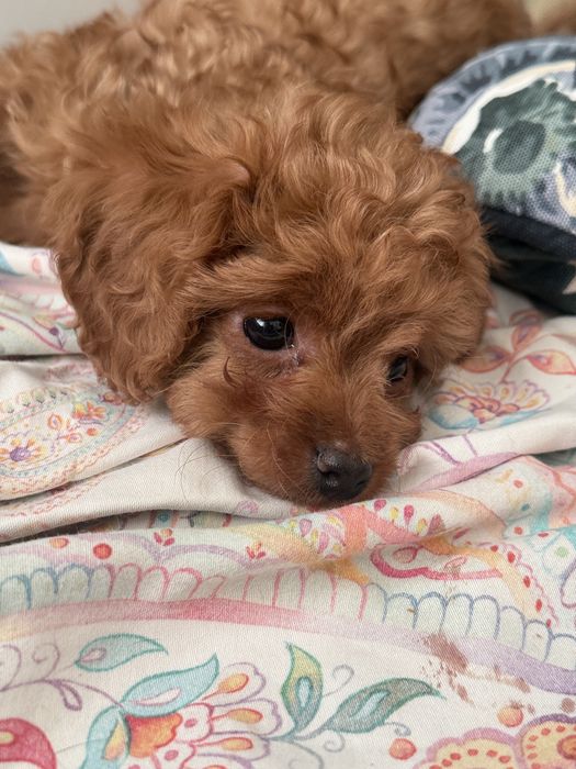 Малесенький диво хлопчик