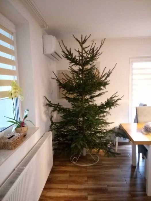 Choinka świąteczna żywa świerk srebrny pospolity jodła cięte doniczka